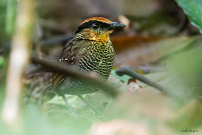 Rufous-crowned Antpitta