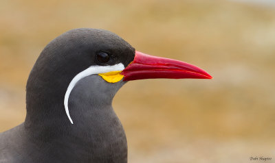 Inca Tern  