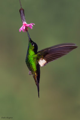 Buff-Winged Starfrontlet