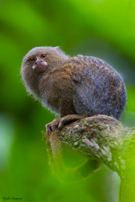 Pygmy Marmoset