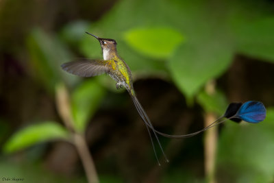 Marvelous Spatuletail