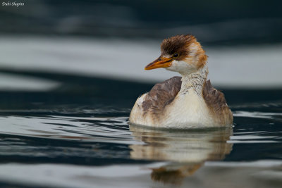 Titicaca Grebe 