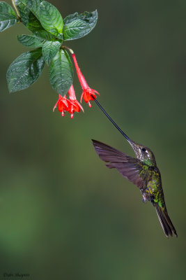 Sword billed Hummingbird