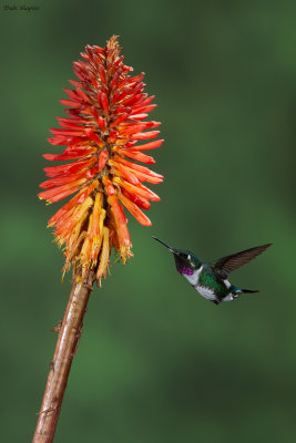 White-bellied Woodstar