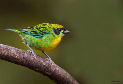 Green-and-gold Tanager