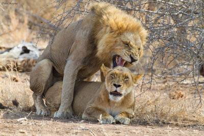 Lions mating