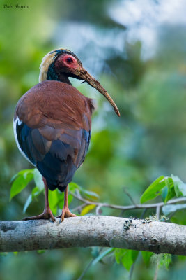 Madagascar Crested Ibis