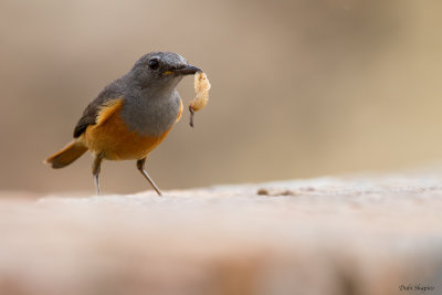 Forest Rock-Thrush (Bensons)