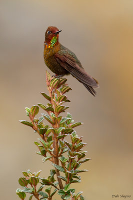 Coppery Metaltail 