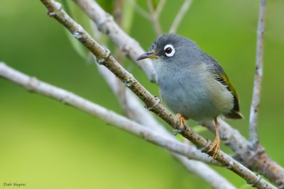 Mauritius Olive White-eye