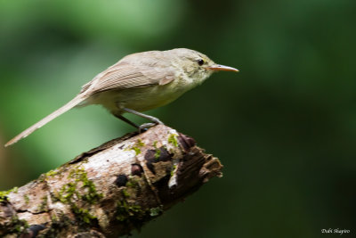 Rodrigues Warbler 