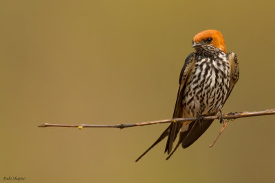 Lesser Striped Swallow 