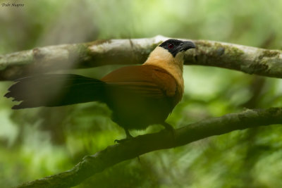 Black-faced Coucal 