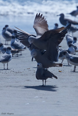 Gray Gull