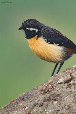 Drakensberg  Rockjumper