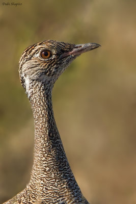 Black Bustard