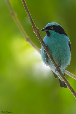 Turquoise Dacnis 