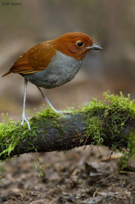 Bicolored Antpitta (Antpittas)