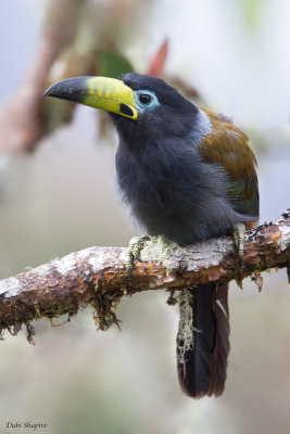 Hooded Mountain-toucan