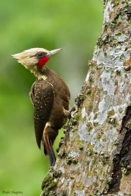 Pale-crested Woodpecker