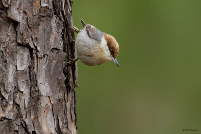 Brown-headed Nuthatch