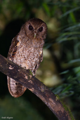 Rufescent Screech Owl 