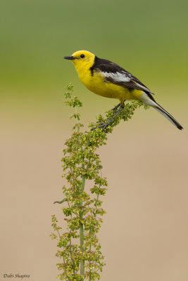 Citrine Wagtail