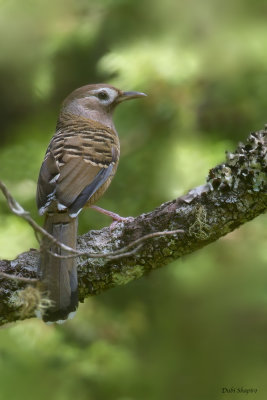 Barred Laughingthrush 