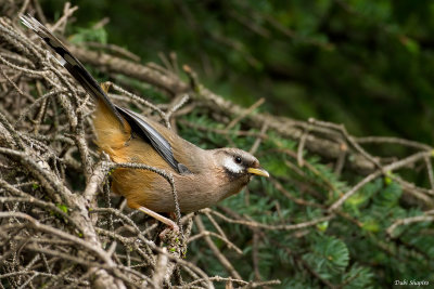 Snowy-cheeked Laughingthrush