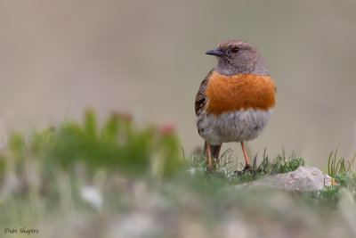 Robin Accentor 