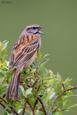 Godlewskis Bunting 