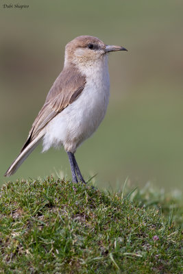 Ground Tit 