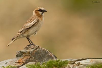 Rufous-necked Snowfinch