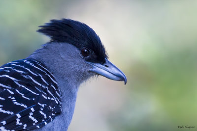 Giant Antshrike 