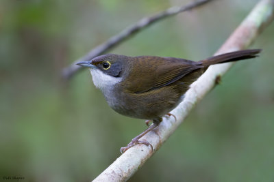 Eastern Chat-Tanager 