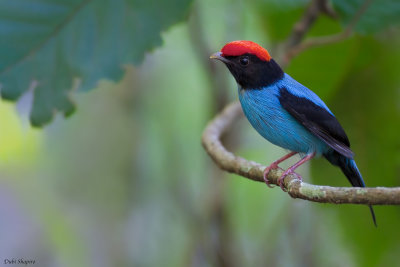 Blue Manakin 