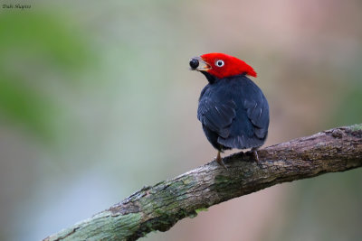 Round-tailed manakin 