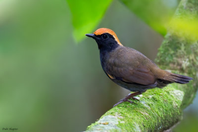 Rufous-capped Antthrush (Antthrushes)
