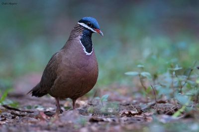 Blue-headed Quail-dove 