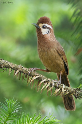 White-browed Laughingthrush 