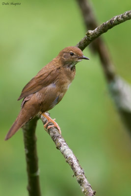 Baikal Grasshopper-warbler