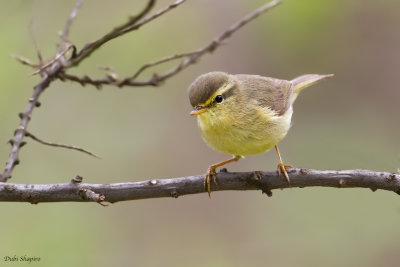 Alpine Leaf-warbler