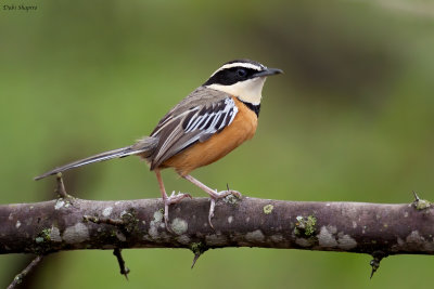 Marañón Crescentchest