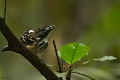 Dot-backed Antbird