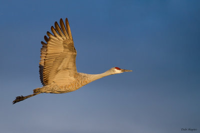 Sandhill Crane 