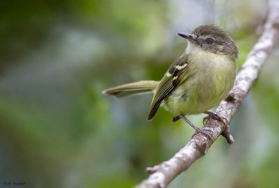 Mottle-cheeked Tyrannulet 