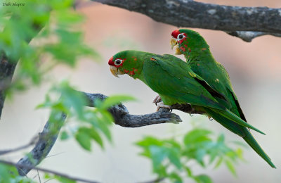 Mitred Parakeet 