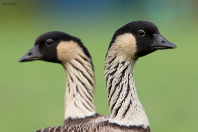 Hawaiian Goose