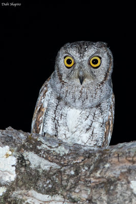 Oriental Scops Owl