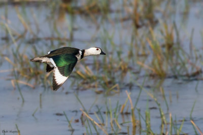 Cotton Pygmy-goose